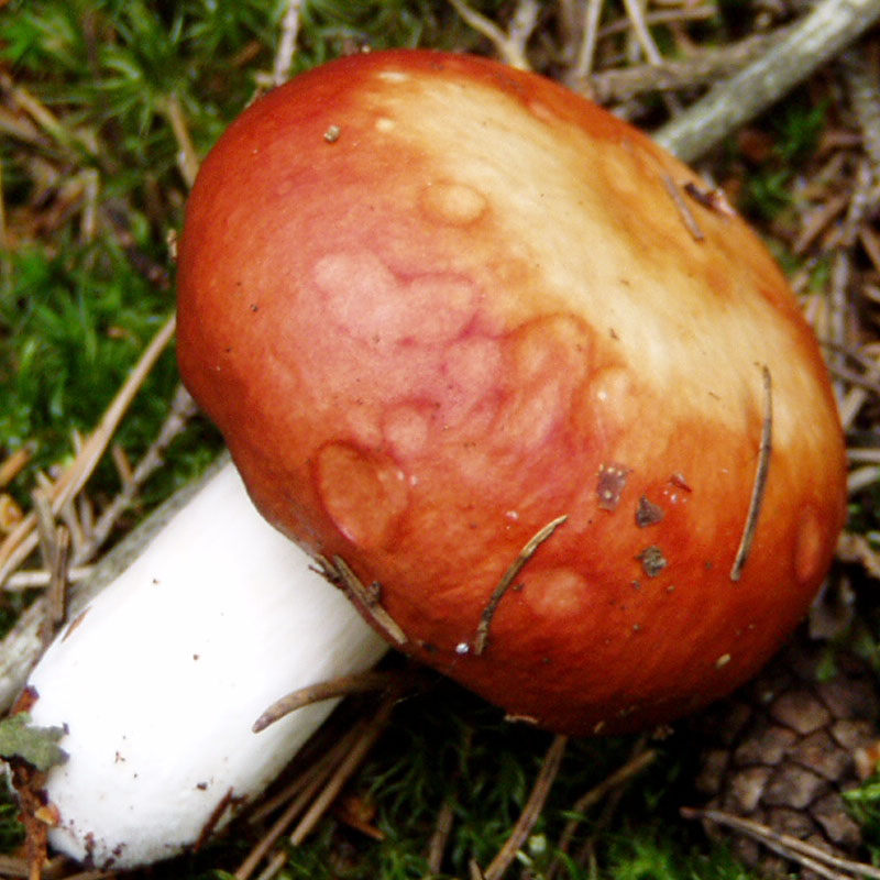 Russula paludosa